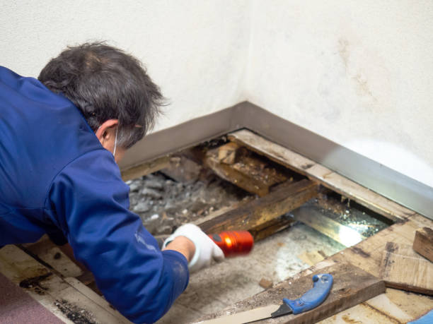 Best Same-Day Mold Removal  in Reliez Valley, CA
