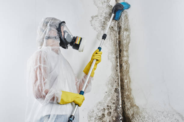 Best Commercial Mold Removal  in Reliez Valley, CA