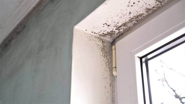 Best Crawl Space Mold Removal  in Reliez Valley, CA