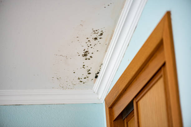 Best Mold Testing  in Reliez Valley, CA