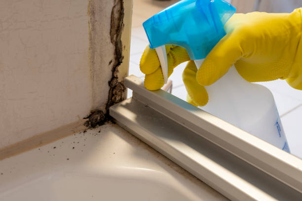 Best Toxic Mold Removal  in Reliez Valley, CA