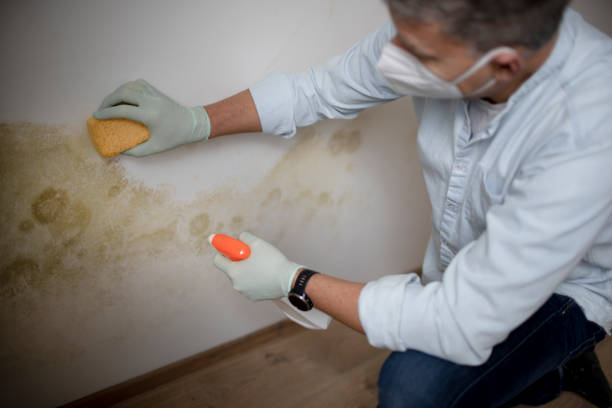 Best Professional Mold Removal  in Reliez Valley, CA