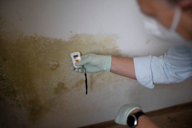 Professional Mold Removal in Reliez Valley, CA