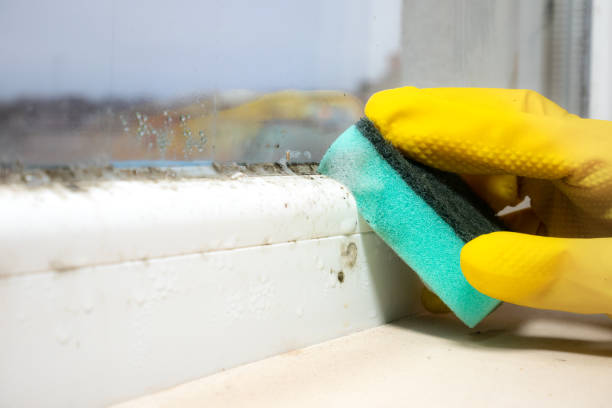 Best Professional Mold Removal  in Reliez Valley, CA