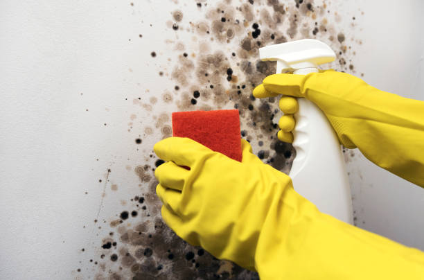 Certified Mold Removal in Reliez Valley, CA