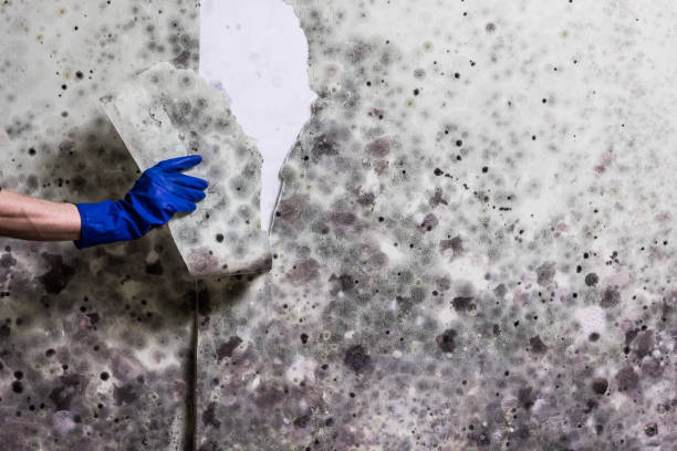 Crawl Space Mold Removal in Reliez Valley, CA
