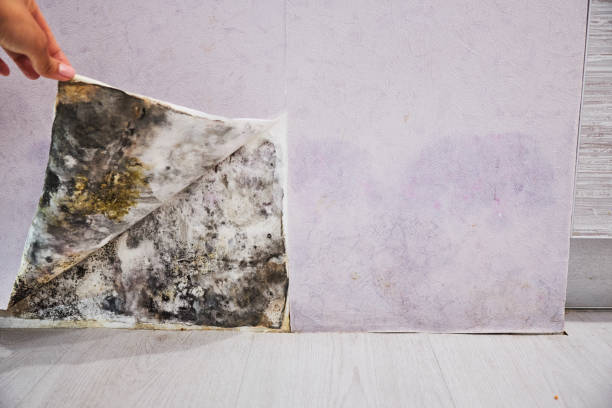 Best Mold Damage Repair  in Reliez Valley, CA